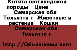 Котята шотландской породы › Цена ­ 1 500 - Самарская обл., Тольятти г. Животные и растения » Кошки   . Самарская обл.,Тольятти г.